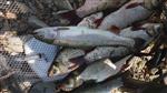 Forel in de IJssel